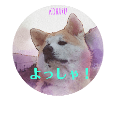 [LINEスタンプ] 秋田犬の小春さん2