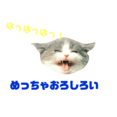 [LINEスタンプ] 短足ミヌエットこてつ君(関西弁)