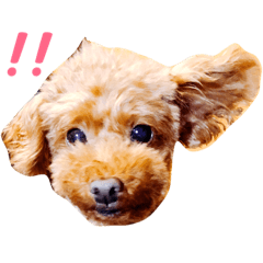 [LINEスタンプ] らてお