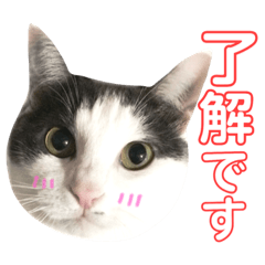 [LINEスタンプ] ねこすた・はちわれ猫バージョン