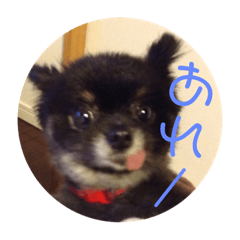[LINEスタンプ] 可愛い仔犬です