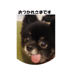 [LINEスタンプ] 可愛い仔犬