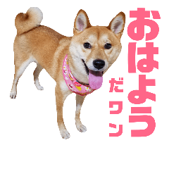 [LINEスタンプ] 柴犬ももちゃん 写真バージョン part.6