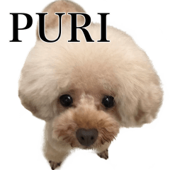 [LINEスタンプ] 愛犬PURI