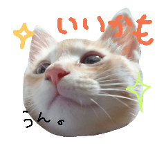 [LINEスタンプ] ちゃとらのチロルの日常