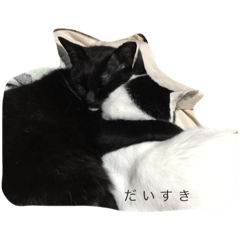 [LINEスタンプ] ニャンとも日和(さつきとしゅんた)
