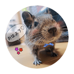 [LINEスタンプ] デグーの気持ちスタンプ