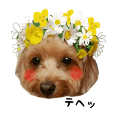 [LINEスタンプ] まるぷーゆずちゃん