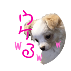 [LINEスタンプ] チワワンスタンプ1