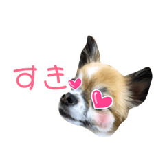 [LINEスタンプ] はにこさんときどき まめ太。