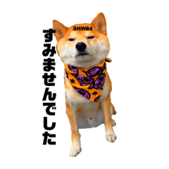 [LINEスタンプ] shiba/komame/shinba