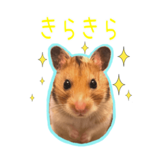 [LINEスタンプ] ゴールデンハムスターのわらび