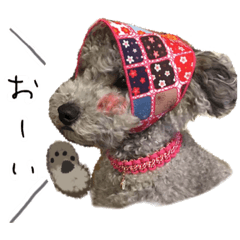 [LINEスタンプ] トイプードル ピノちゃんのスタンプ