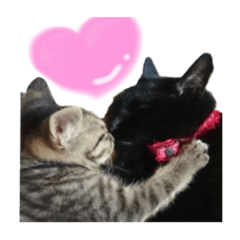 [LINEスタンプ] にゃんしーの仲間たち。