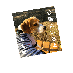 [LINEスタンプ] ビーグル犬【小太郎】のスタンプの画像（メイン）
