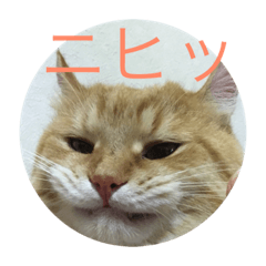 Omiruchanニャンコ