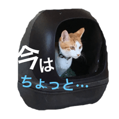 [LINEスタンプ] 晴助＊雨子の本音