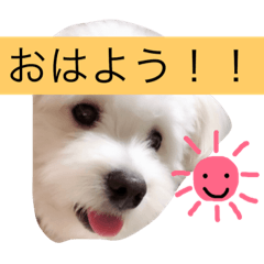 [LINEスタンプ] マロちゃん(トイプー×ポメ)