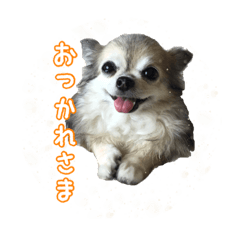 [LINEスタンプ] 我が家のお犬さまたち