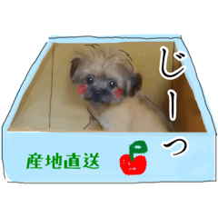 [LINEスタンプ] こじゅさんのスタンプ