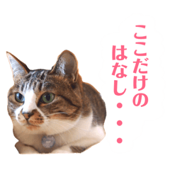 [LINEスタンプ] ぴぃちゃん②
