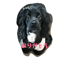 [LINEスタンプ] アメリカンコッカーのシェビィとマリブ①