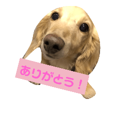 [LINEスタンプ] ダックスその他の愉快な仲間たちの日常4