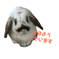 [LINEスタンプ] 耳垂れうさぎの挨拶スタンプ