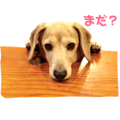 [LINEスタンプ] しっぽのスタンプ