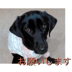 [LINEスタンプ] 黒ラブのマーちゃんとくーちゃん姉妹