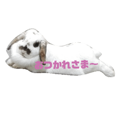 [LINEスタンプ] 耳垂れうさぎのスタンプ その2