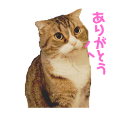 [LINEスタンプ] 猫マロンちゃんスタンプ