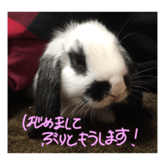 [LINEスタンプ] ぶりさんの日常