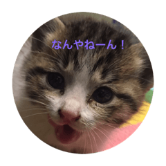 [LINEスタンプ] ちるどれんコマムギ