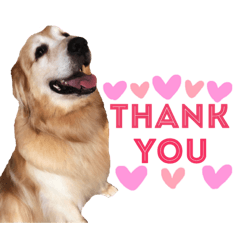 [LINEスタンプ] 愛犬きんぐの日常