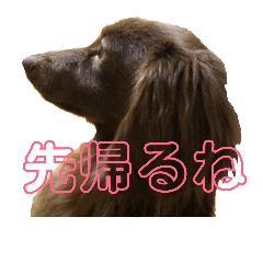 [LINEスタンプ] 犬と猫とうさぎ