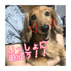 [LINEスタンプ] 愛犬♡cyaron