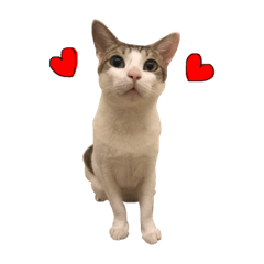 [LINEスタンプ] Indian cat, Billy (インド猫ビリー)