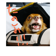 [LINEスタンプ] 元保護犬こうの日常スタンプ