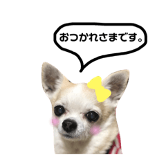 [LINEスタンプ] 西田家の犬の画像（メイン）