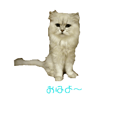 [LINEスタンプ] フサネコ