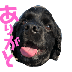 [LINEスタンプ] 犬のコッカーさん