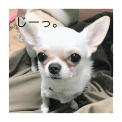 [LINEスタンプ] うちのブラン。
