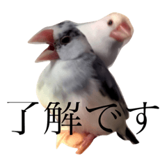 [LINEスタンプ] 我が家の文鳥