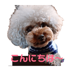 [LINEスタンプ] トイプー・マリンちゃんのあいさつスタンプ