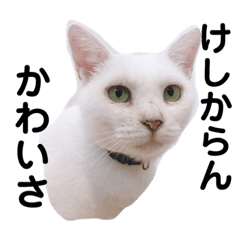 [LINEスタンプ] 山口家のアニマルズ