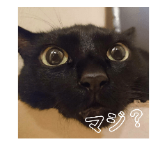 [LINEスタンプ] マイねこ