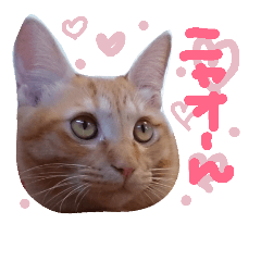 [LINEスタンプ] ちゃとらのチロルの日常2