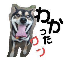 [LINEスタンプ] シバ