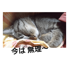 [LINEスタンプ] 猫屋敷 わさりりあん